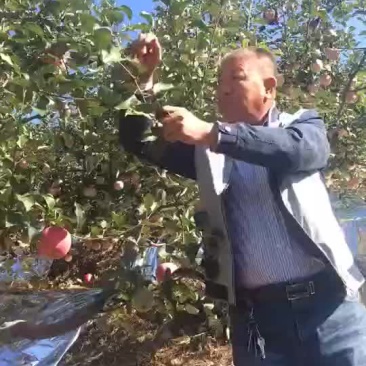 液体苹果套袋