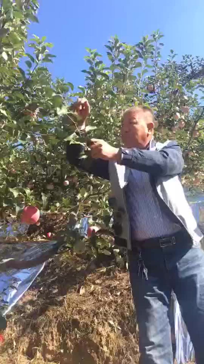 液体苹果套袋