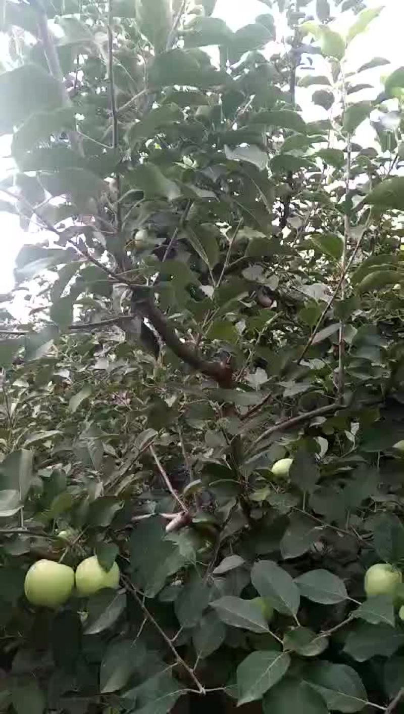 液体苹果套袋