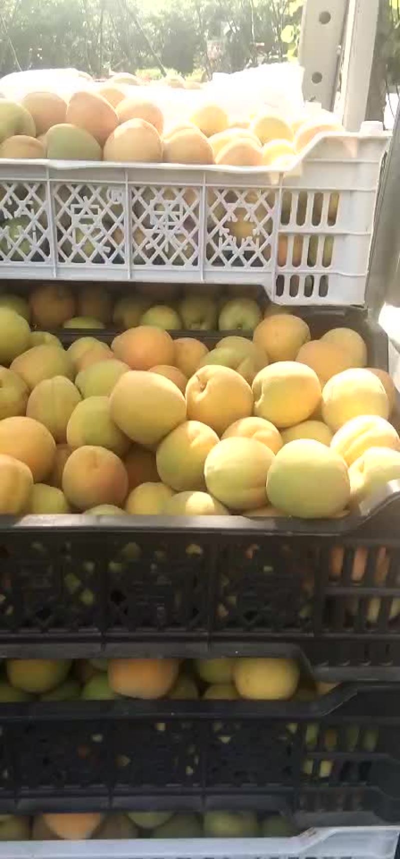 杏大，价格低了