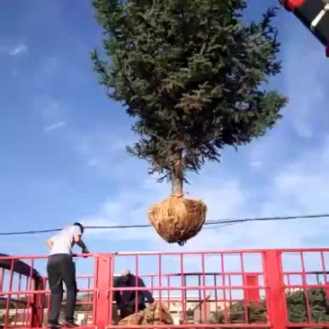 五米云杉，精品五米云杉