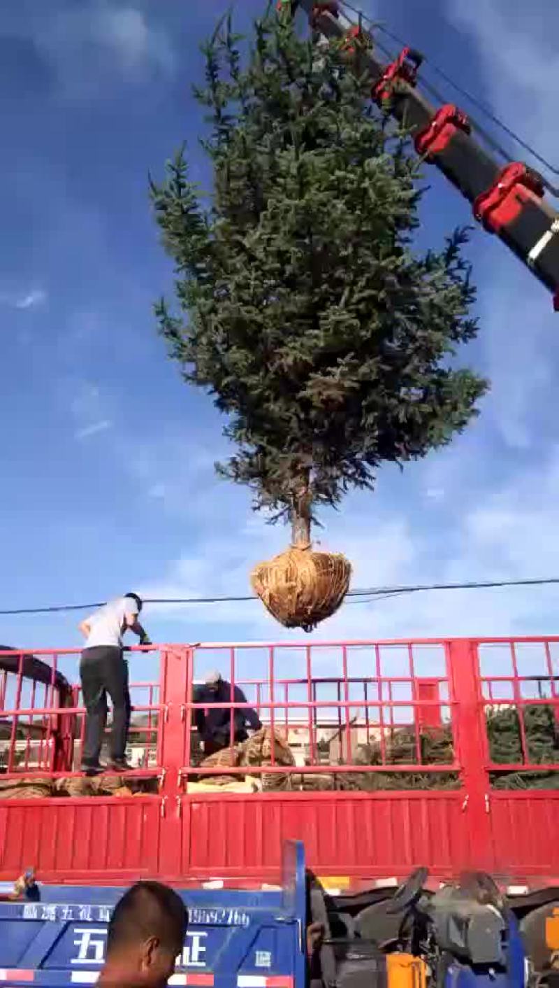 五米云杉，精品五米云杉