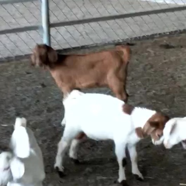 波杂羊苗热销中