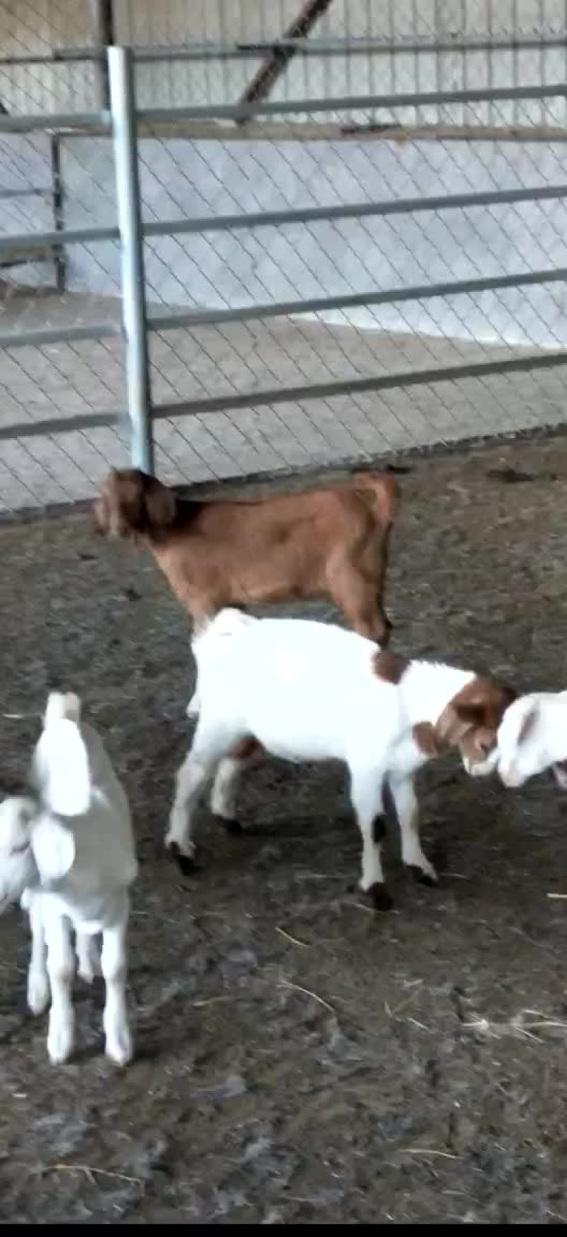 波杂羊苗热销中