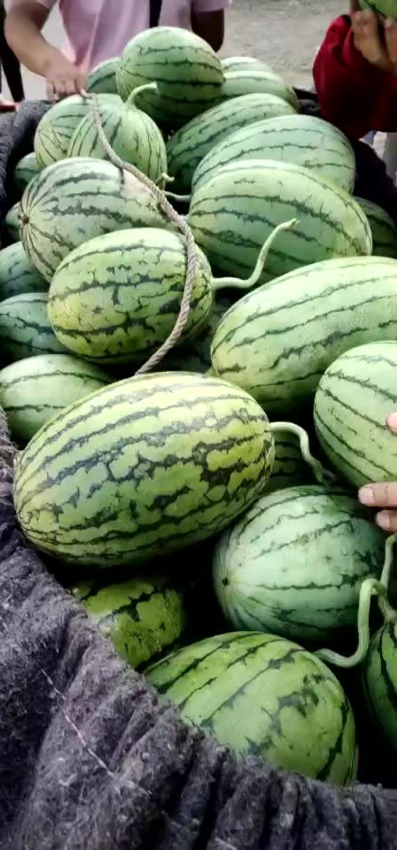山东潍坊精品全美二K，大量上市质量杠杠滴欢迎采购