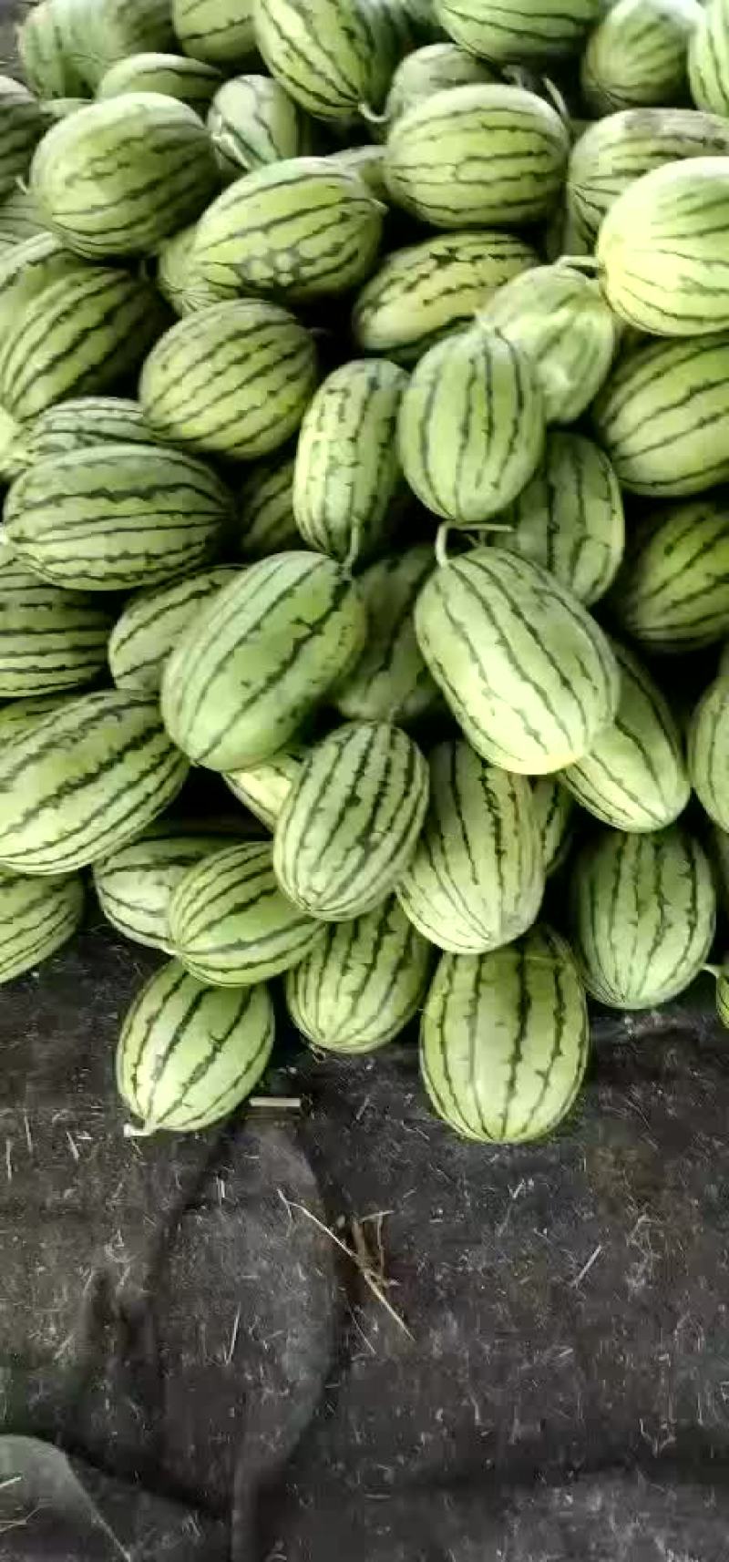 山东潍坊精品全美二K，大量上市质量杠杠滴欢迎采购
