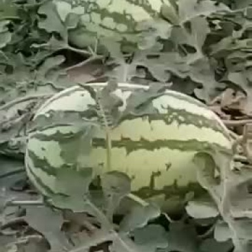 直播金城西瓜