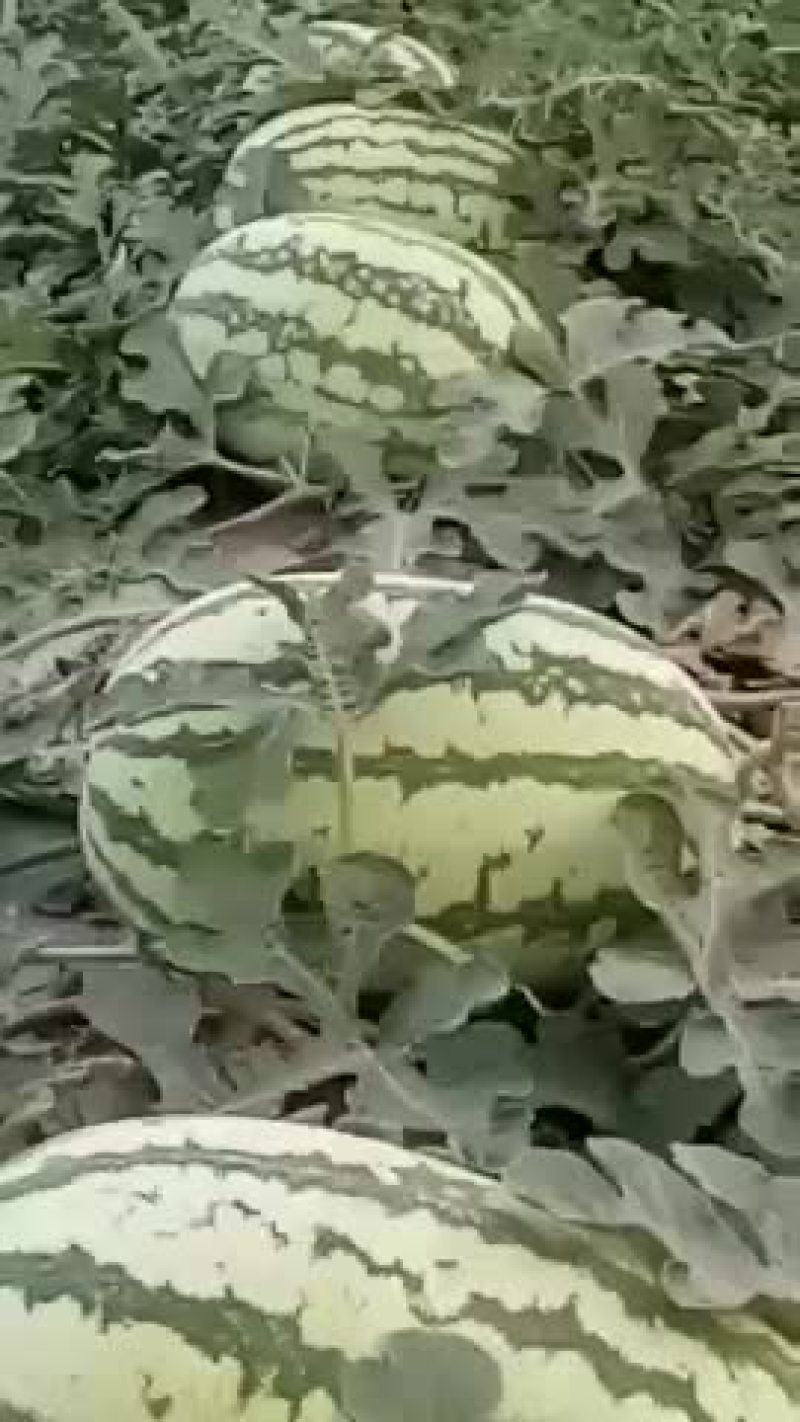 直播金城西瓜
