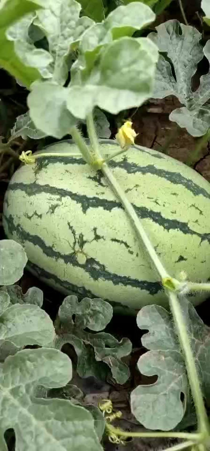 西瓜
