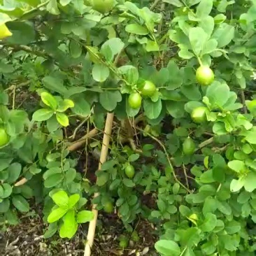 香水柠檬