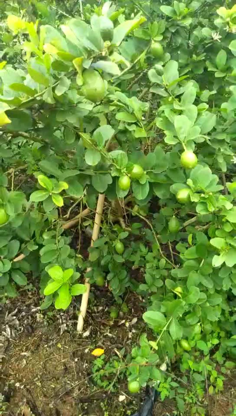 香水柠檬