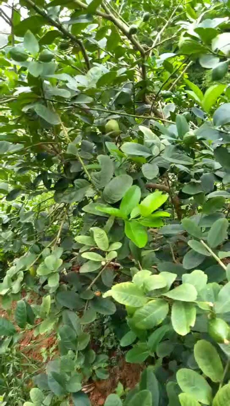 香水柠檬