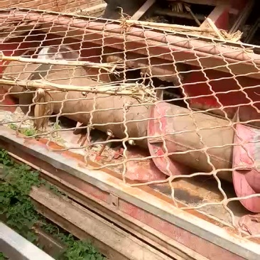 清楚收割机
