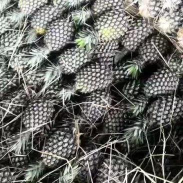 缅甸无眼菠萝
