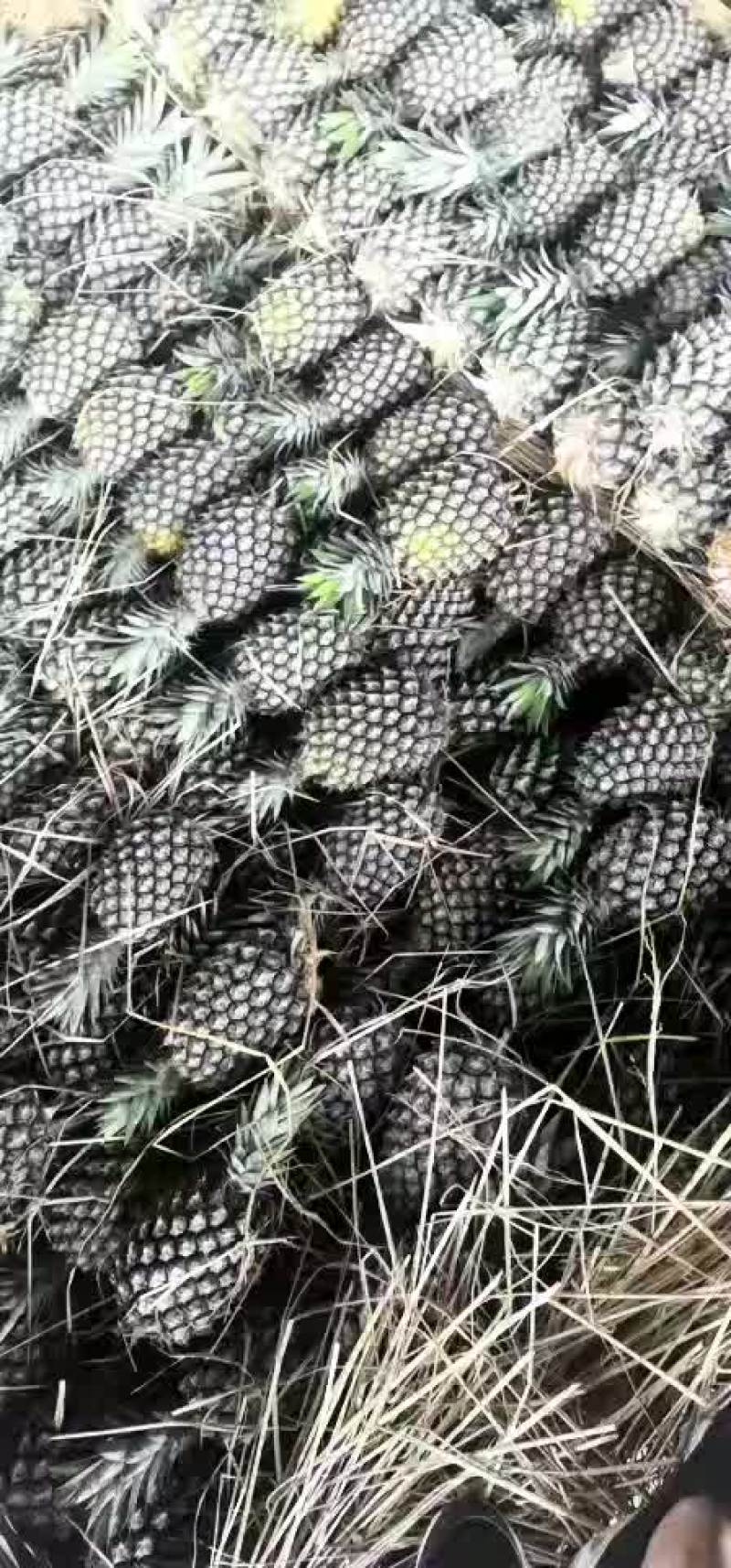 缅甸无眼菠萝