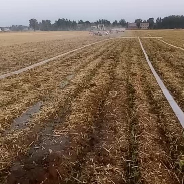 秋树苗栽上了