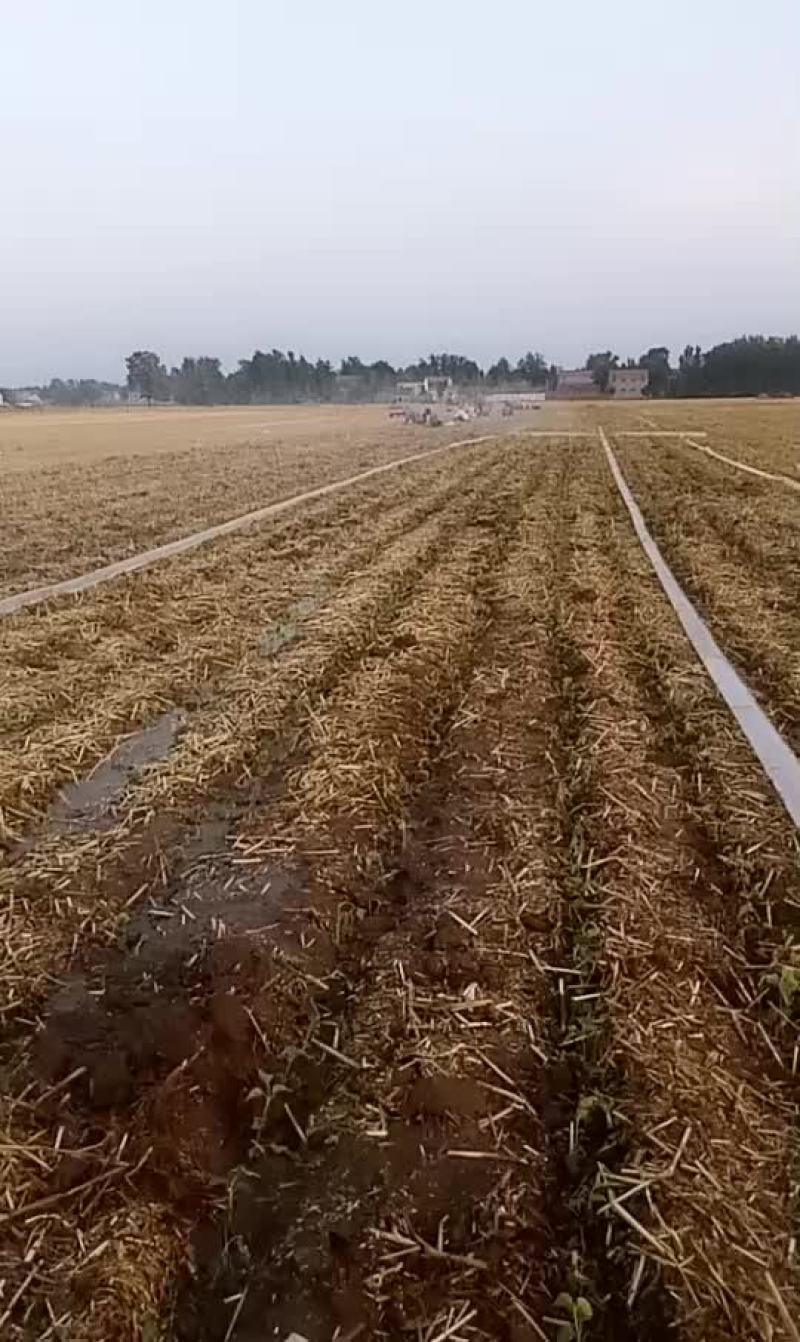 秋树苗栽上了