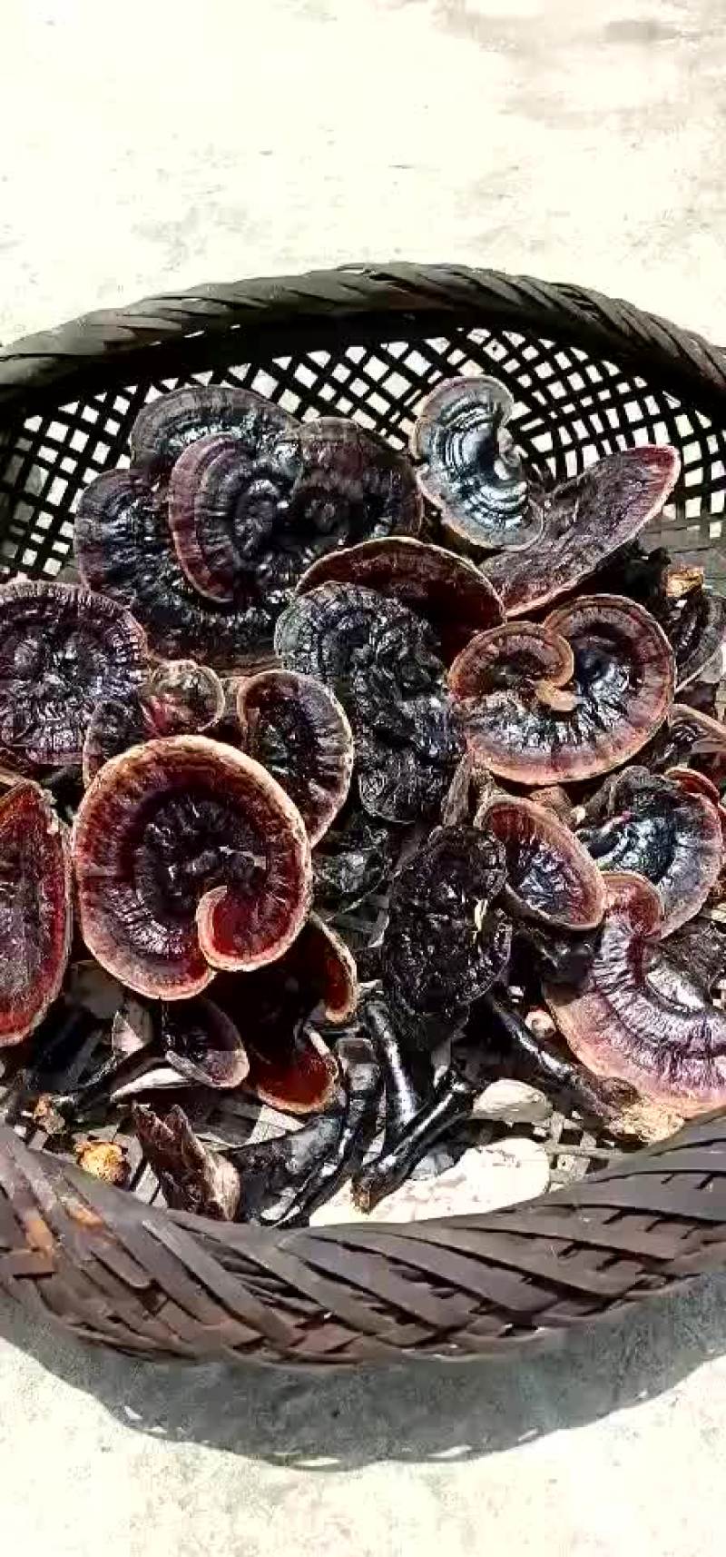 19年鲜货灵芝开始有货