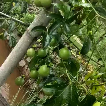老品种百香果