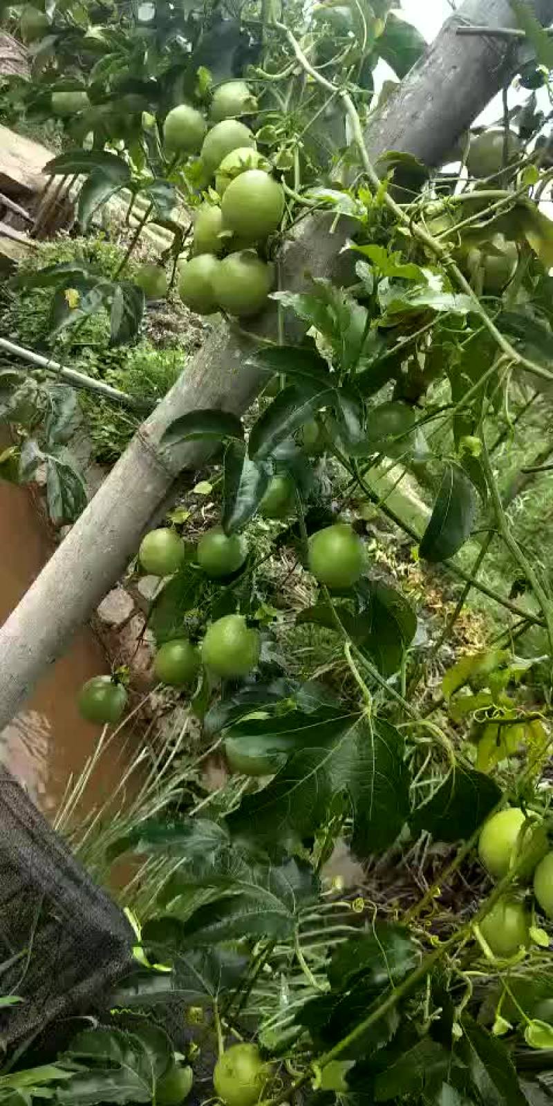 老品种百香果