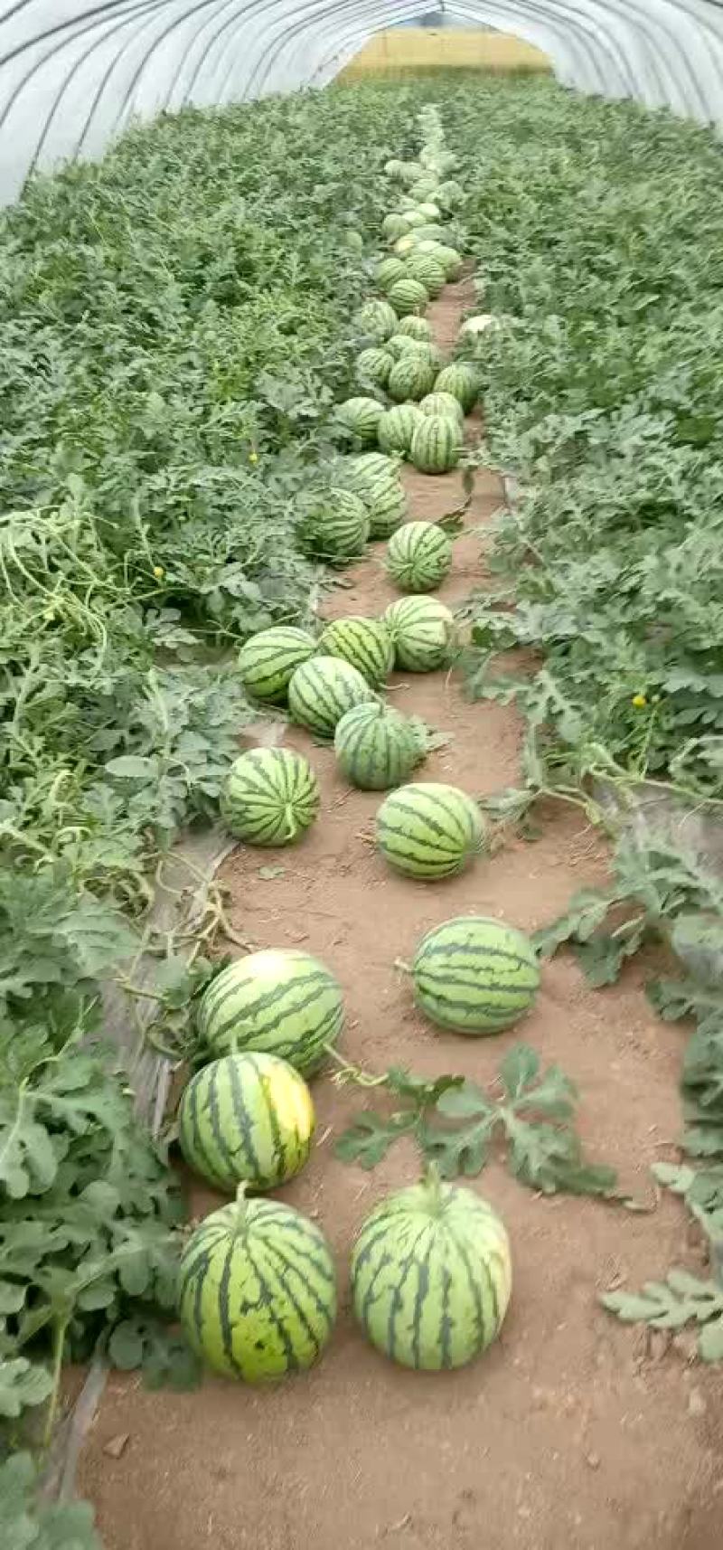 正崇半截楼西瓜自生苗