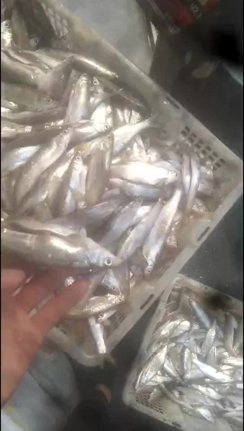 白条鱼