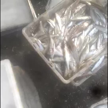 白条鱼