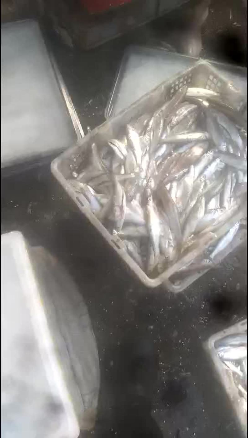 白条鱼