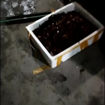 龙虾