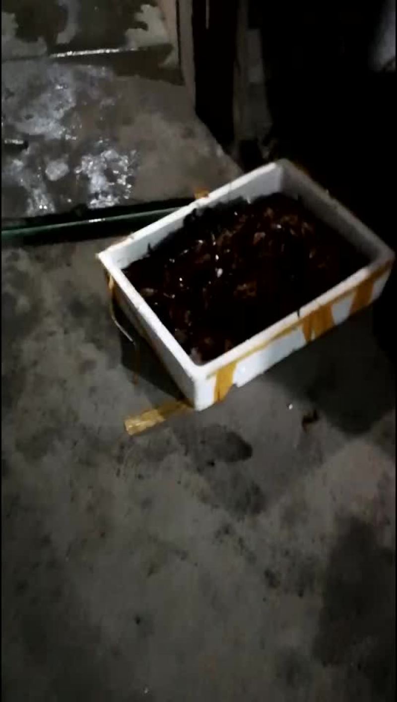 龙虾