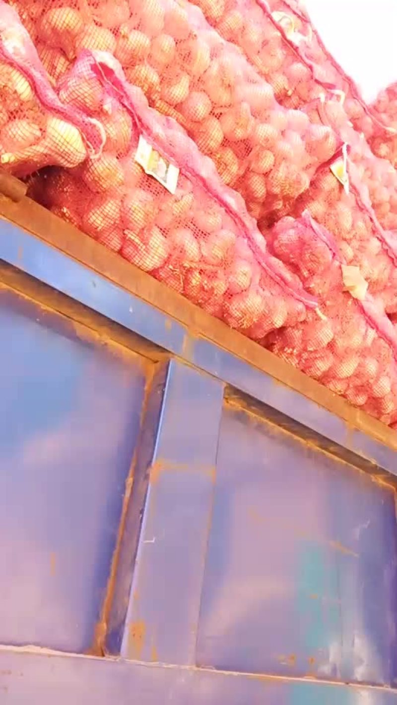 大蒜种子