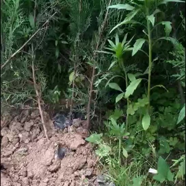 侧柏，农户直销