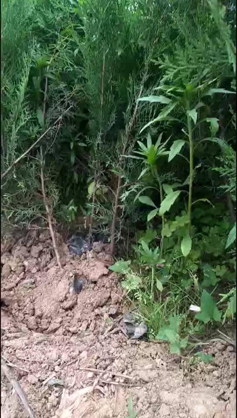 侧柏，农户直销