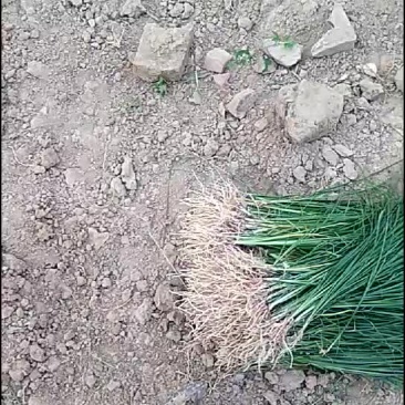 知母苗