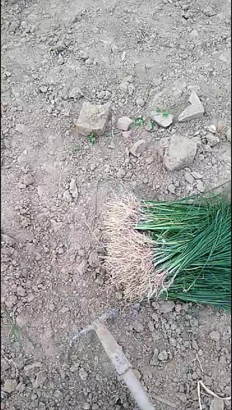 知母苗