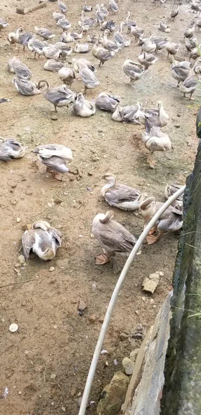 狮头鹅