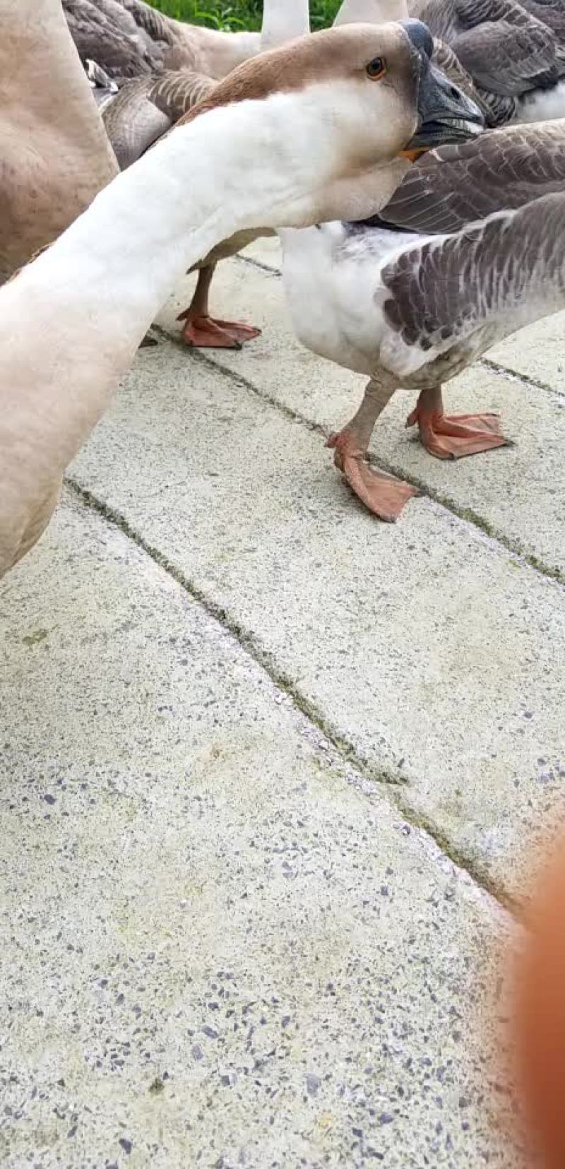 狮头鹅