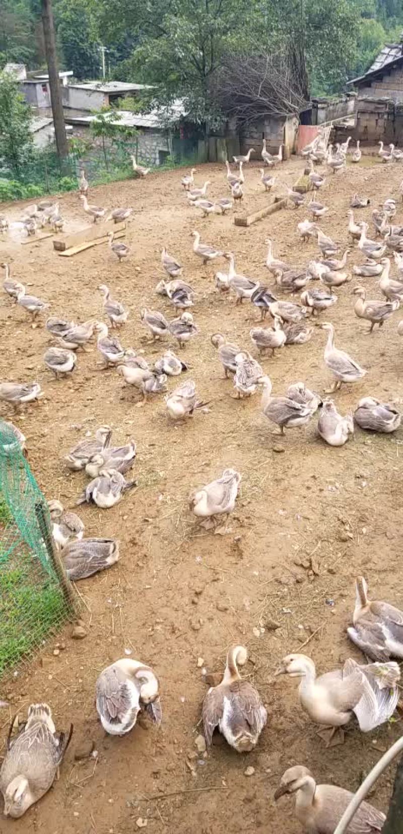 狮头鹅
