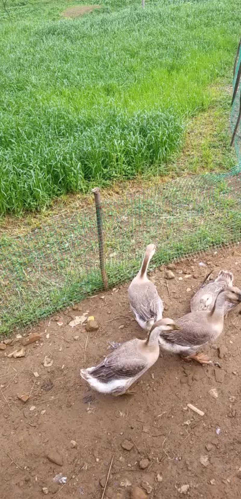 狮头鹅