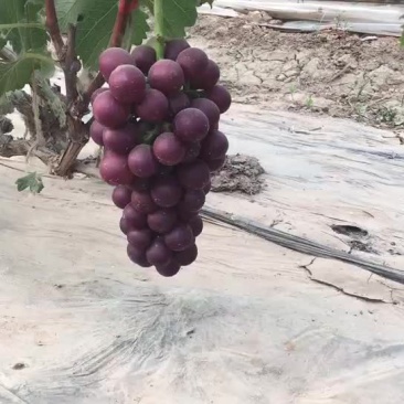 藤稔葡萄
