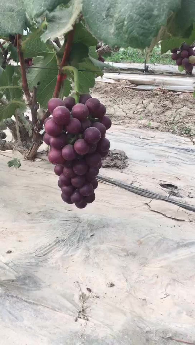 藤稔葡萄