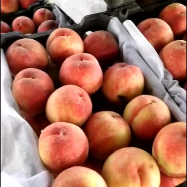 突围毛桃
