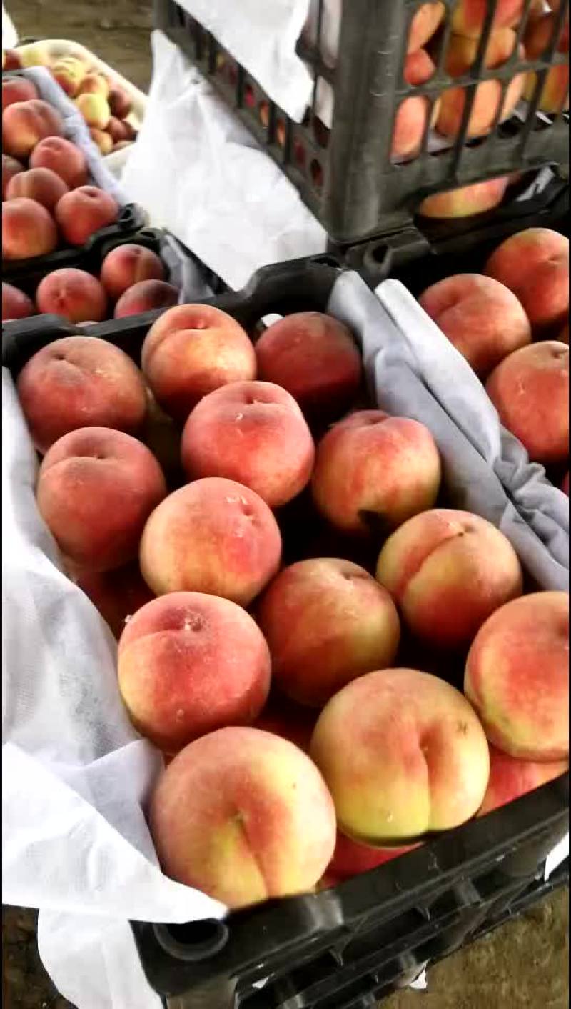突围毛桃