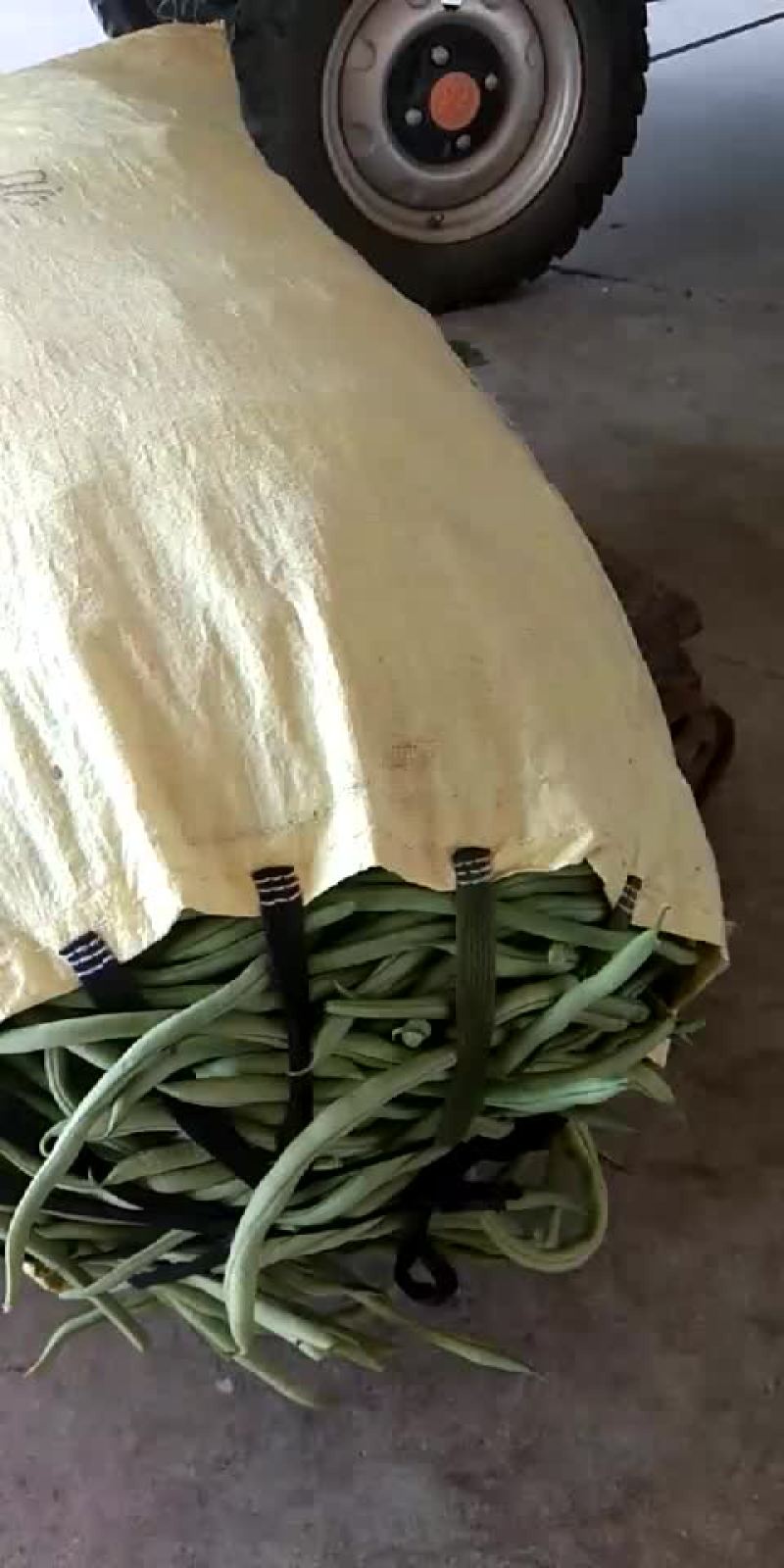 各种豆角