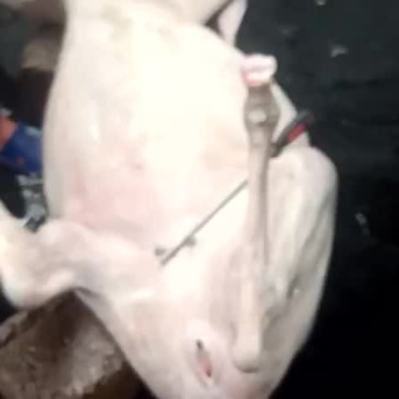 带皮驴肉