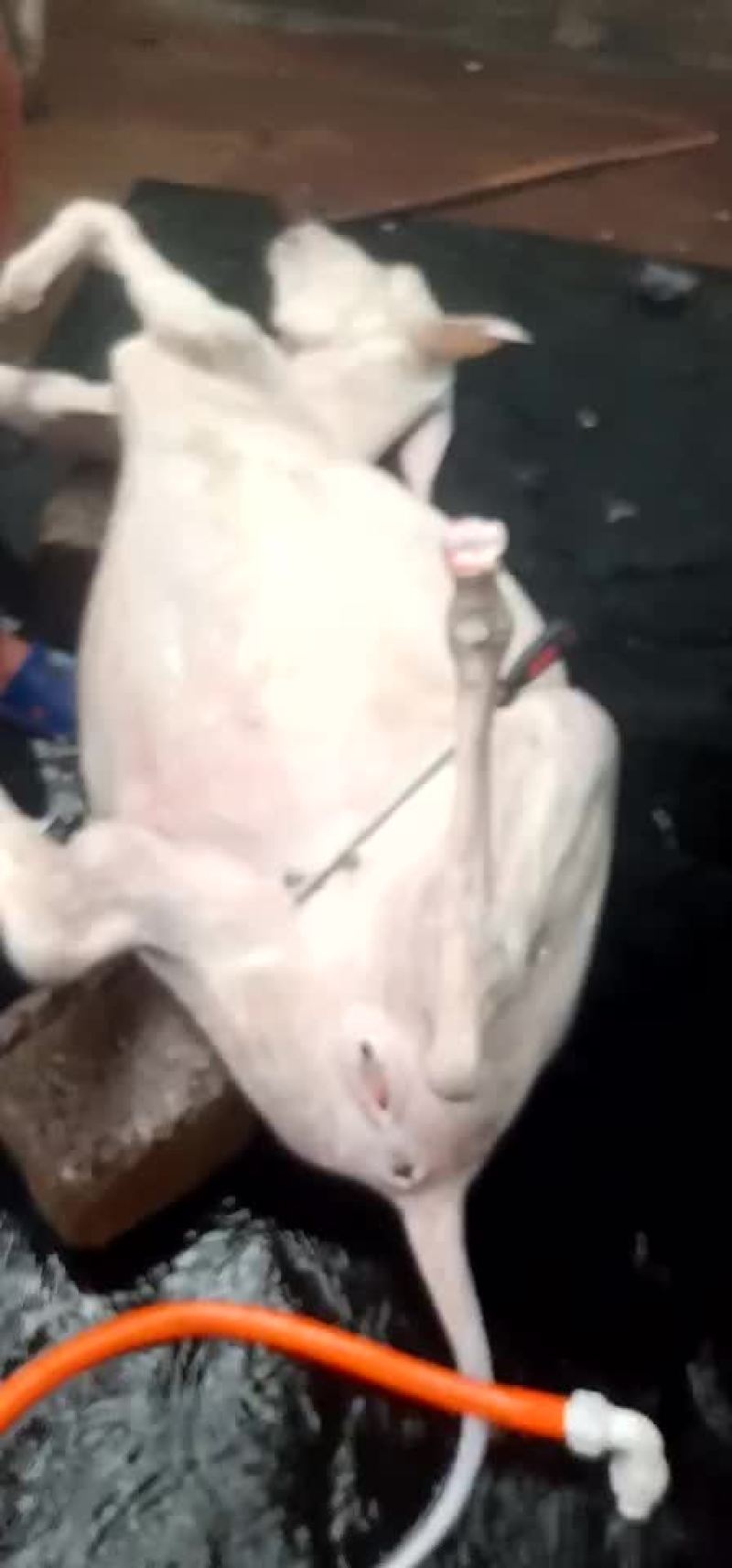 带皮驴肉