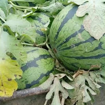 西瓜大量上市，口感好，保成熟