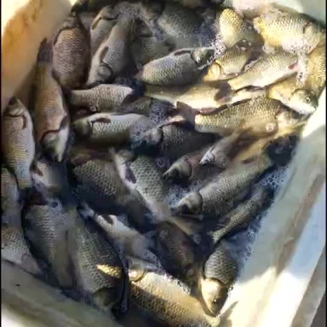 湘云鲫鱼