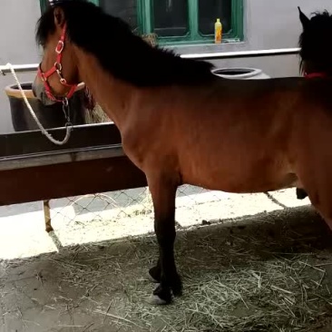 德保矮马