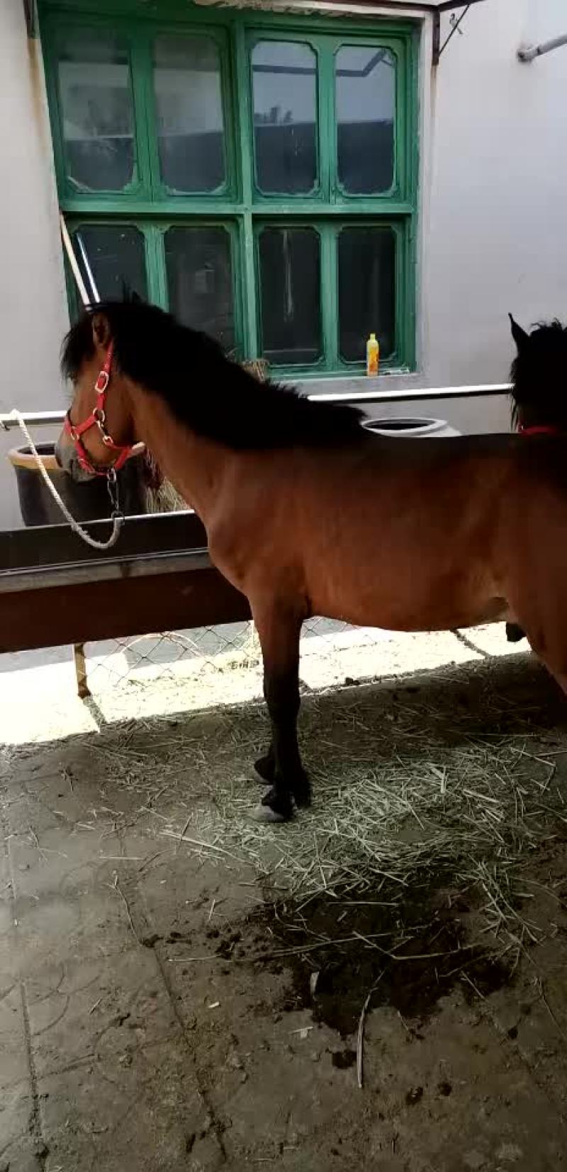德保矮马